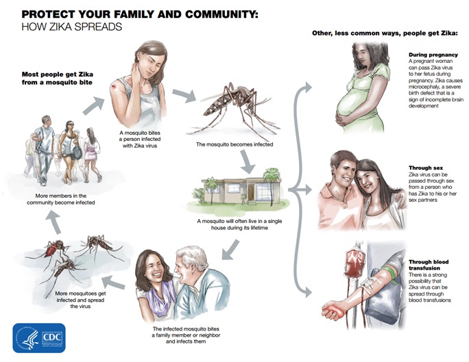 Infographic showing additional information about the Zika virus. All information is provided in other areas on this web page.