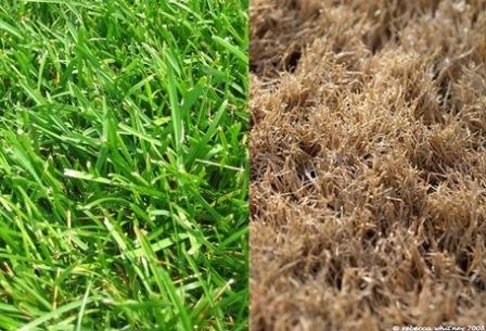 photo showing live and dead grass side by side