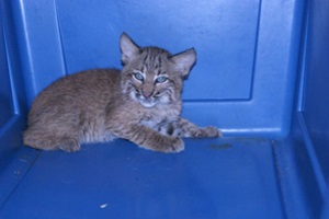 Baby bobcat