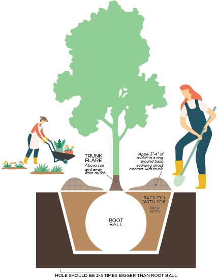 Tree Planting Illustration