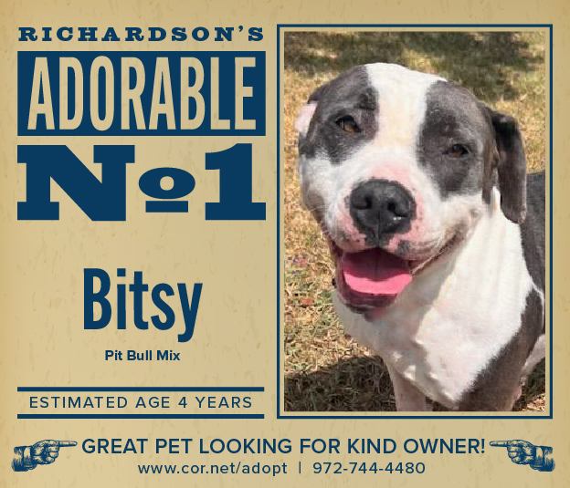 Pet Adoption- Bitsy-01