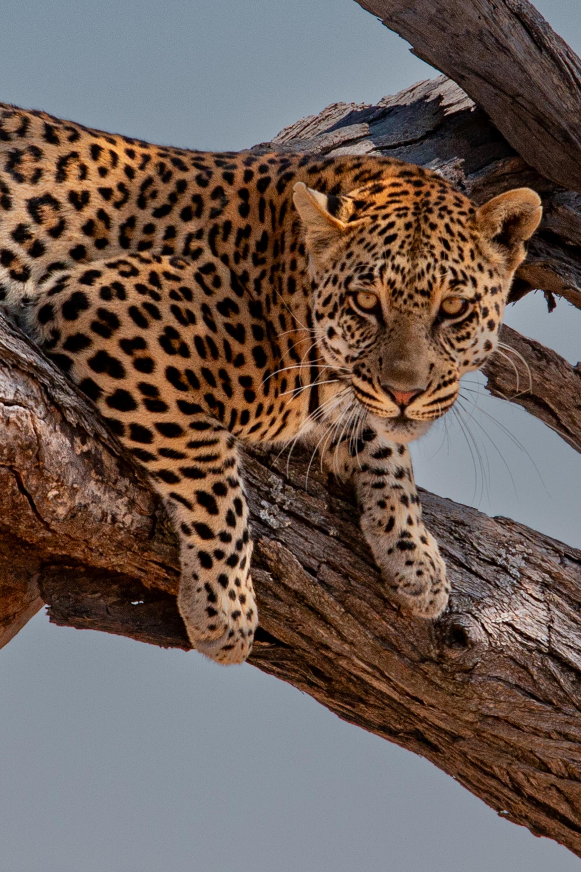 Evans,William, amateur-adult, wildlife, Botswana Leopard