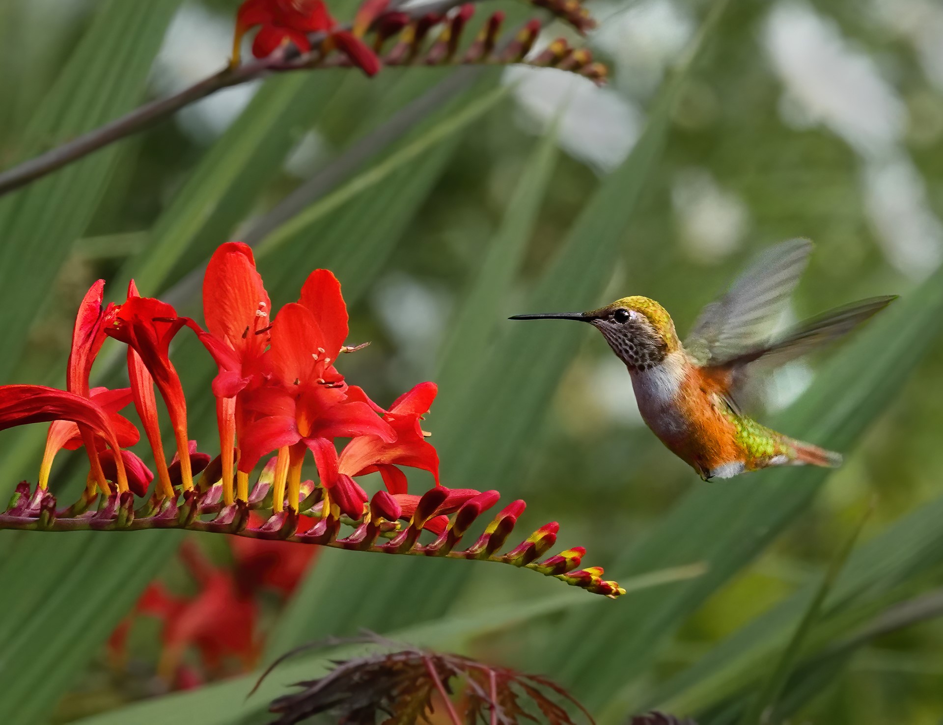 Johnston,Rita,Proficient Adult,Wildlife,color,Rufous at Twilight