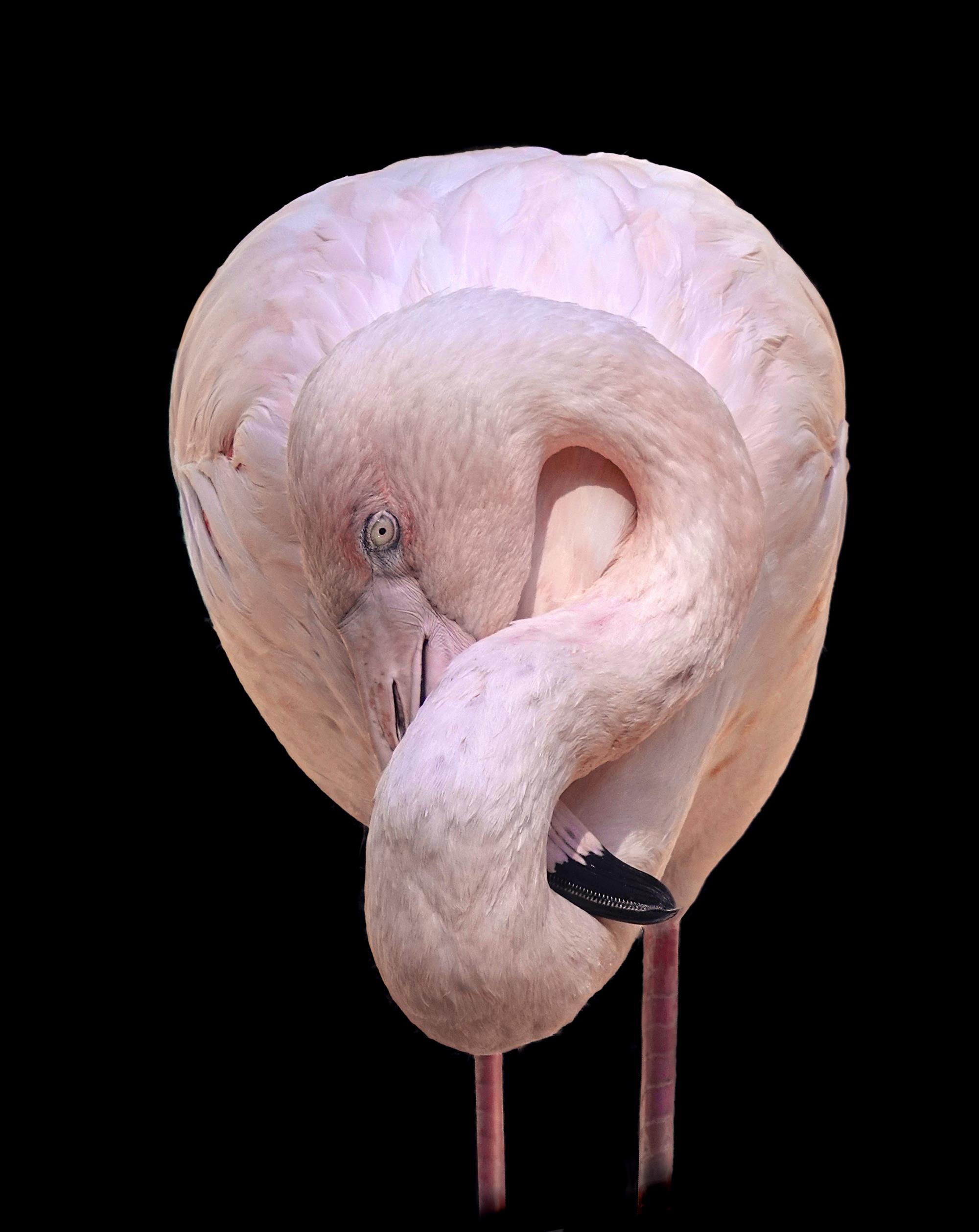 Johnston_Ken_Prof_Captive Animal_Flamingo at Rest