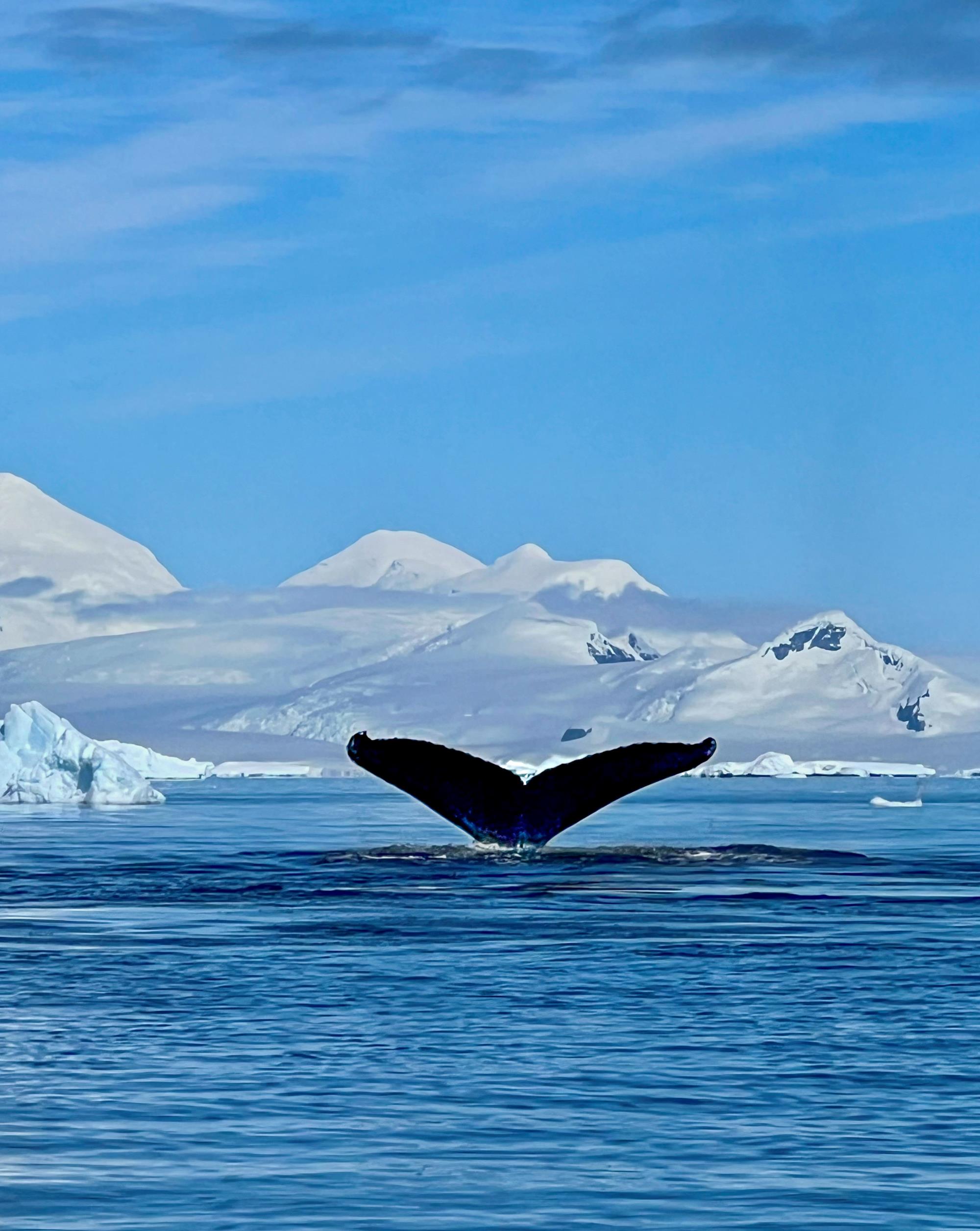 Mayer,Fantini,Thomas,stu,wildlife,Diving Humpback