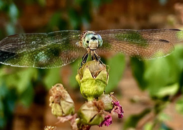 Alt. gottlieb_patricia_amateur_adult_macro_strike_a_pose