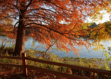 Alt. Mukherjee, Nicolas Amateur Landscape Autumn in Austin