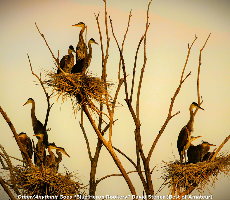 Best of Amateur Adult_ David Steger - Steger, David; Amateur Adult; Other-Anything Goes; BLUE HERON ROOKERY