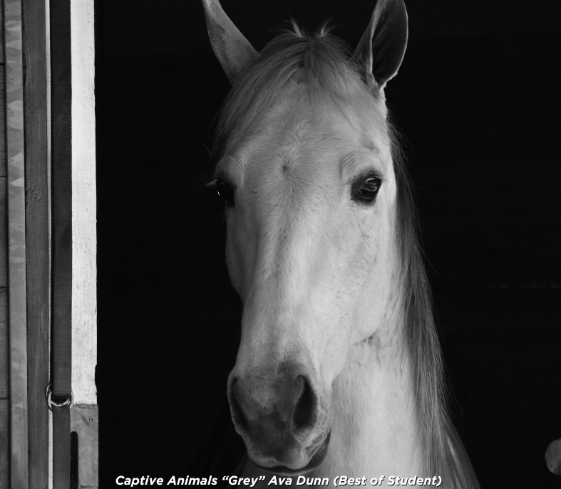 Best of Student_ Ava Dunn Dunn, Ava_Stu_Cap_B&W_Grey