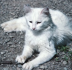 Picture of a feral cat