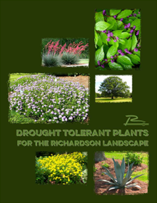 Drought Tolerant Plant Guide