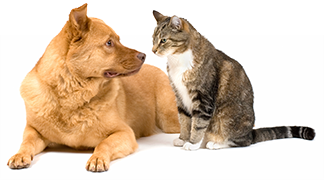 Dog and Cat